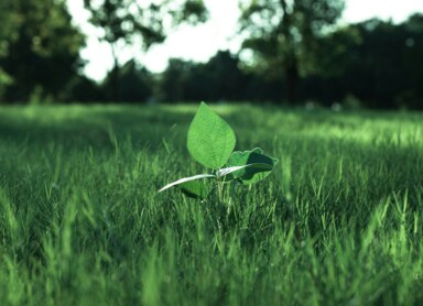 Jak wdrożyć normę ISO 14001 w swojej firmie? Praktyczny przewodnik